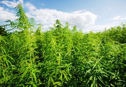 Hemp field