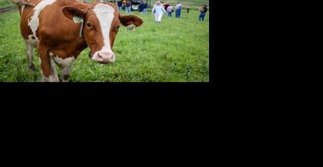 Solar panels leave room to graze