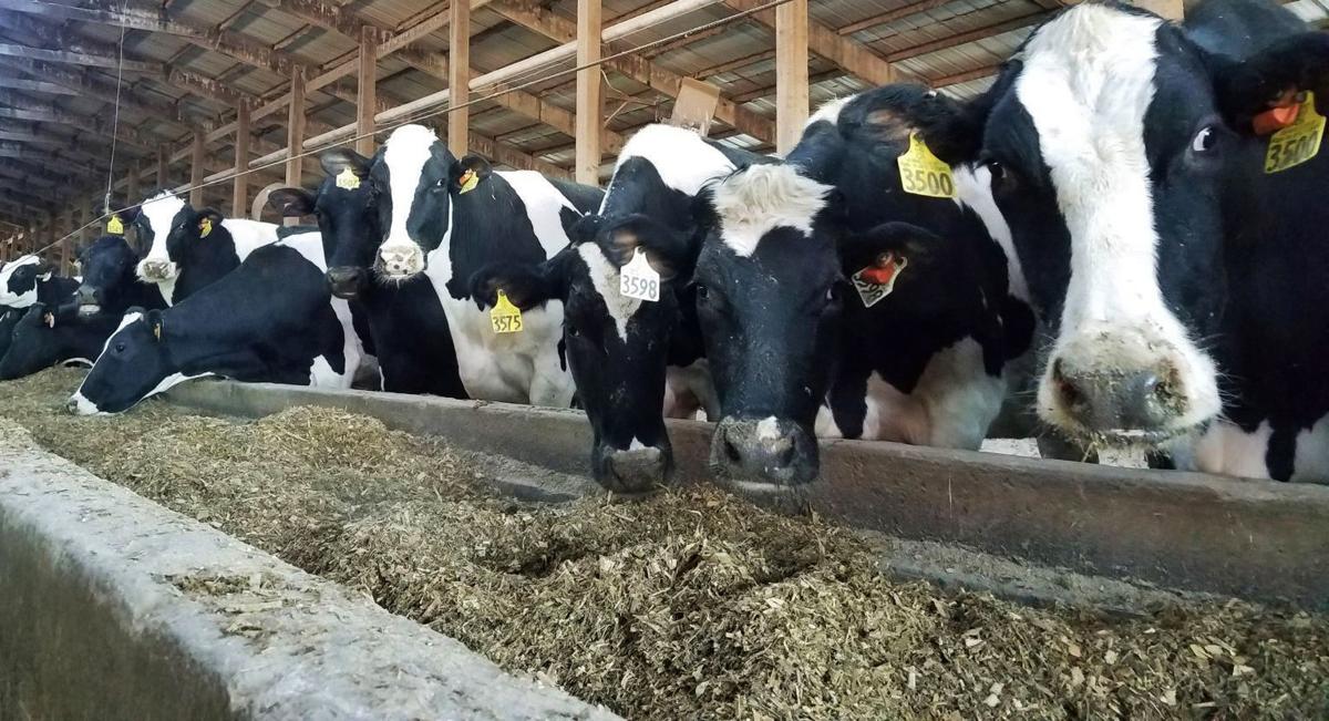 Dairy industry must meet challenges Business