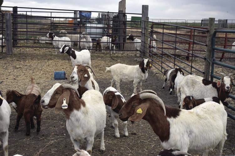 McGraw Goats