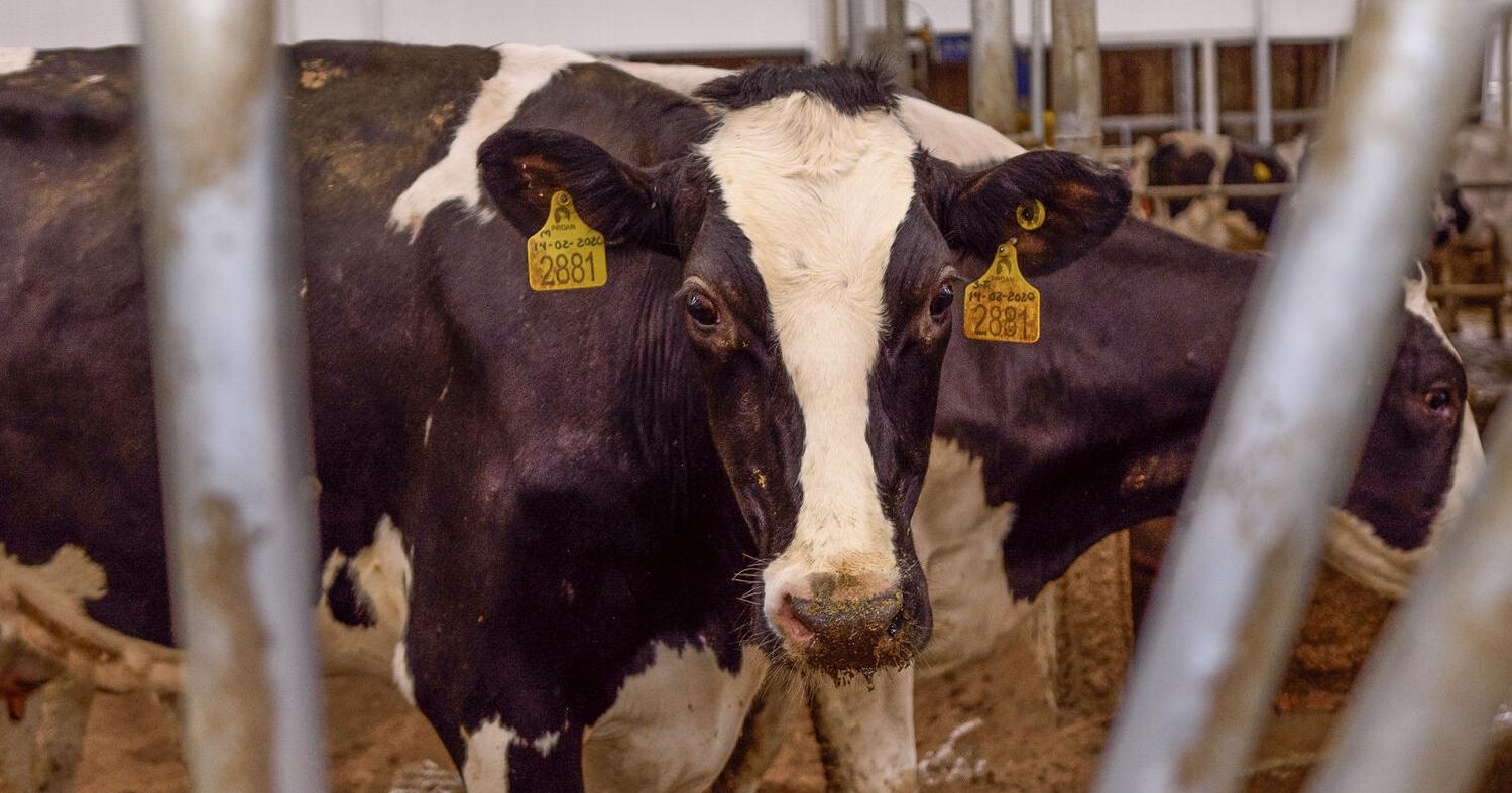 Dairy challenges same everywhere - Vimarsana News