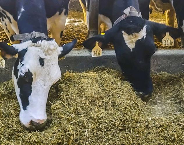 Cows eating silage