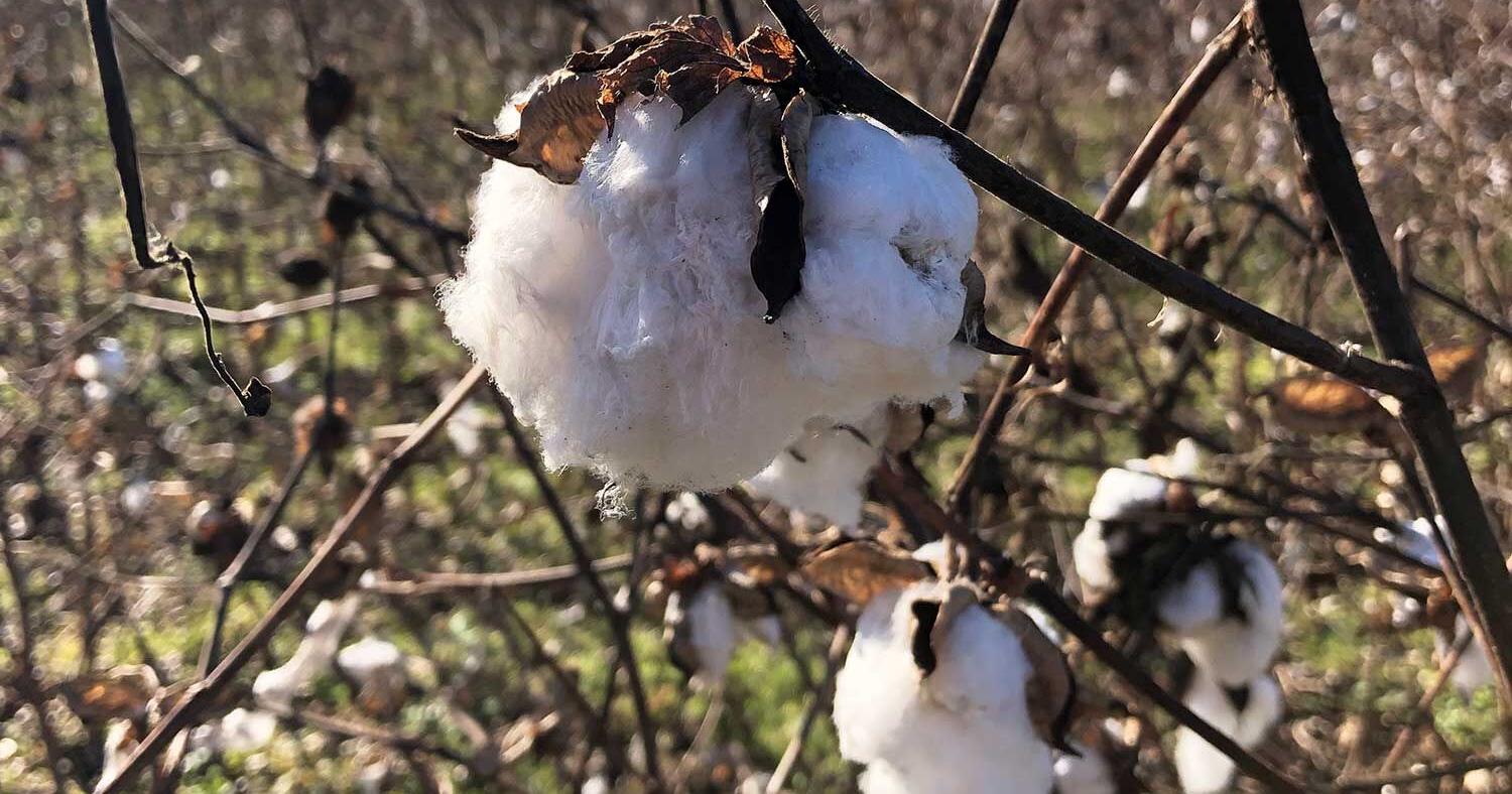 Generally good year for cotton, rice crops - Vimarsana News