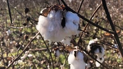 Missouri cotton