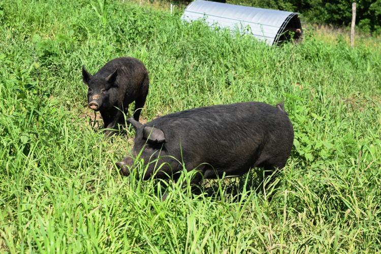 Mulefoot hogs in pasture