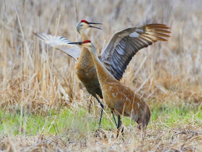 Sandhill crane