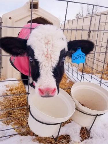 Calf and bucket