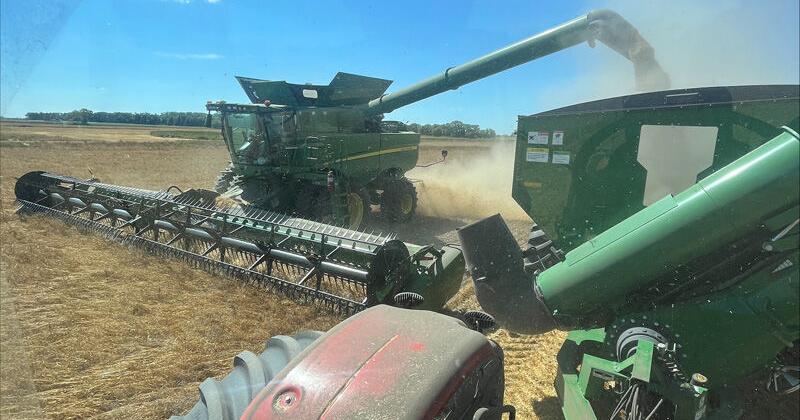 Kitzmans harvesting oats