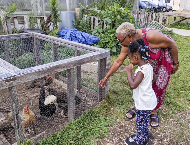 Chickens