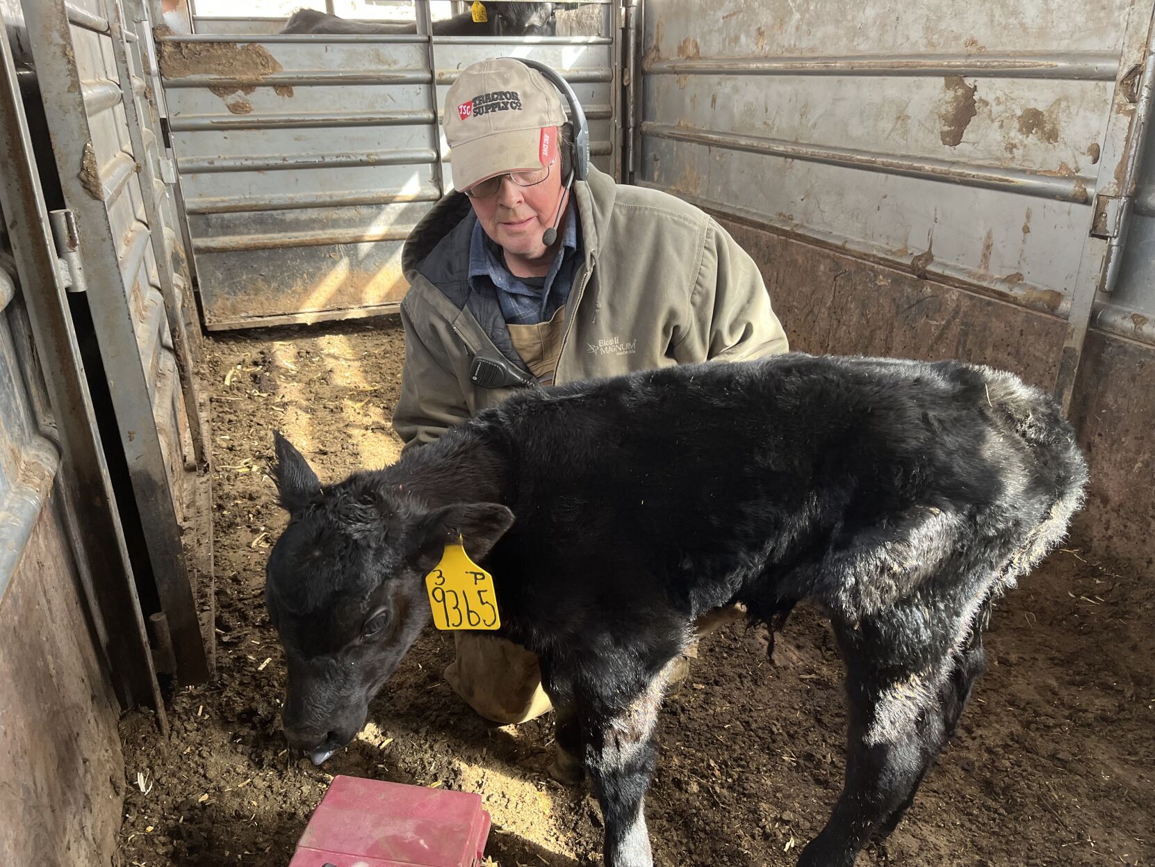 Calving season brings several surprises