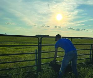 Fall calving underway at Seberger Ranch
