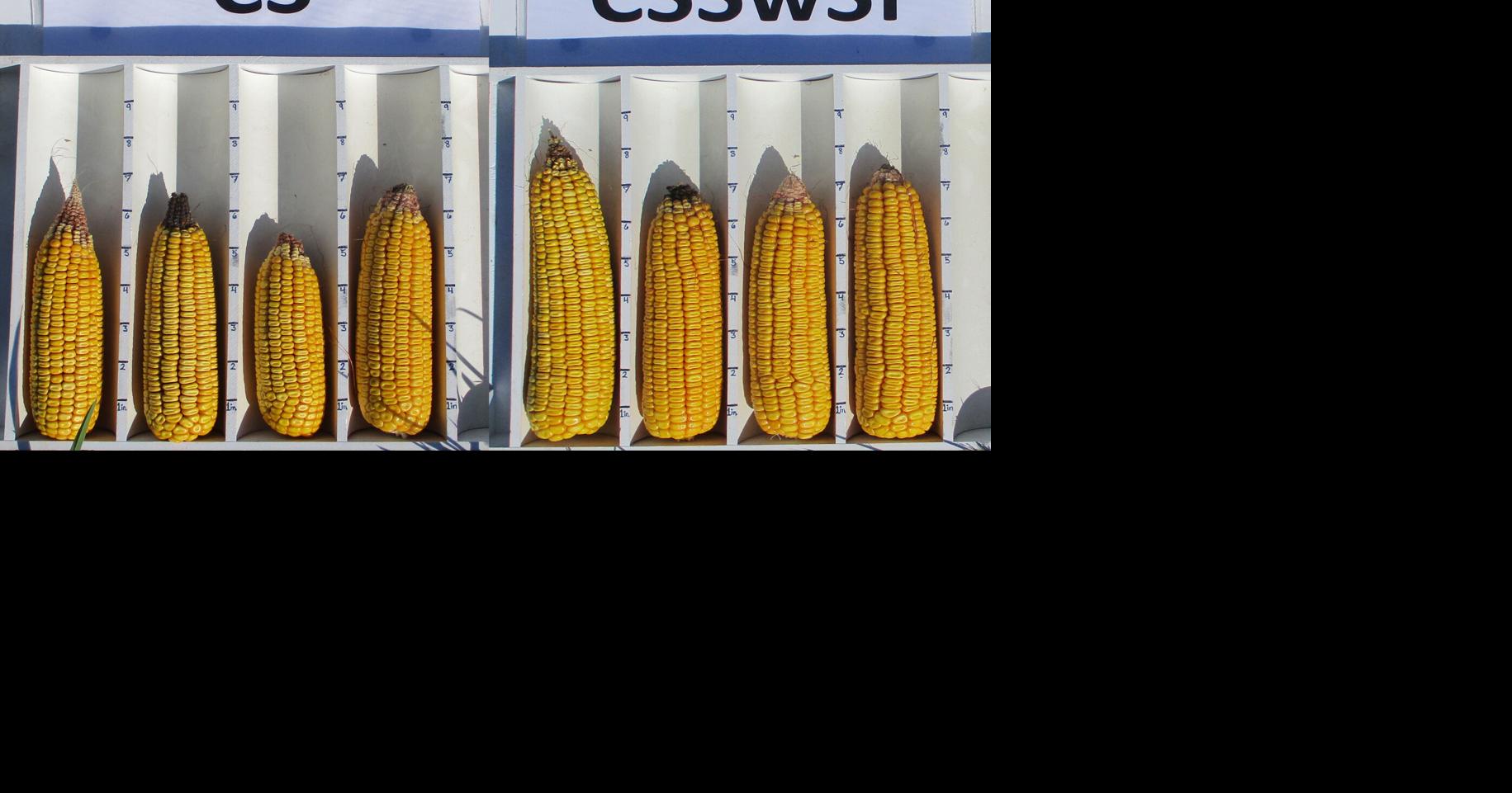 Sunflower soil health 3.jpg