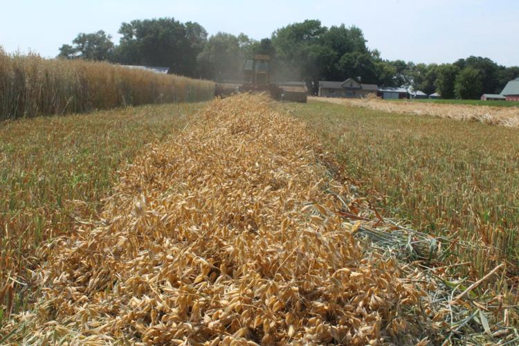 Oat harvest (144).JPG