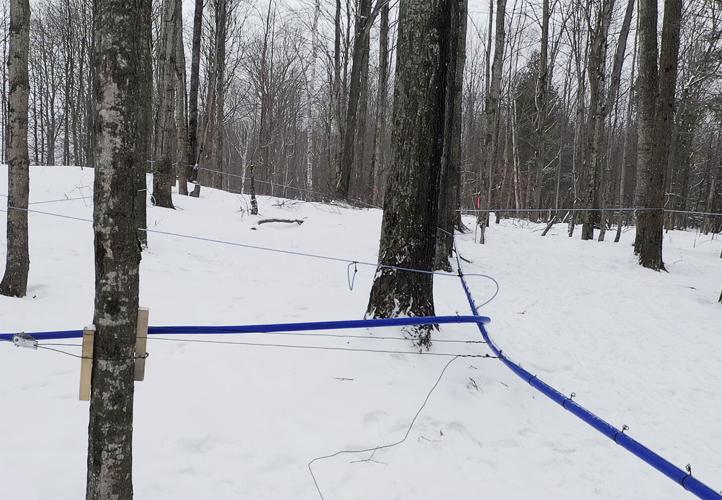 Maple tubes