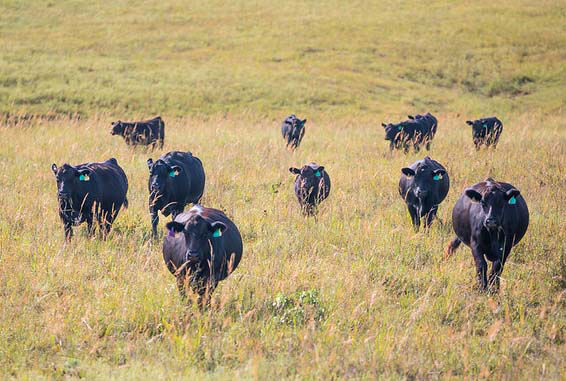 Cattle on pasture