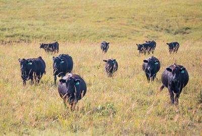 Cattle on pasture