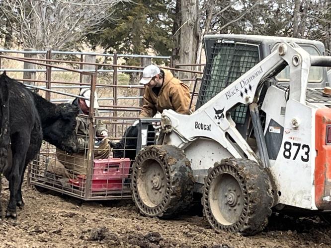 Dry spring makes for easy calving, worries for another year of drought