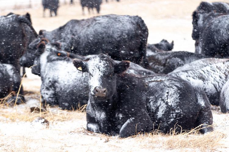 Sandhills Sunrise (1).jpeg