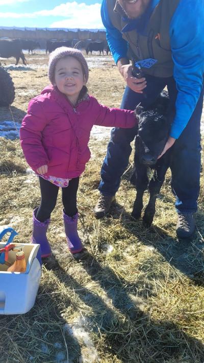 With roughly 100 calves on the ground, Olsen Ranch making progress with calving