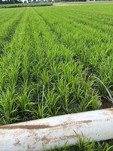 Missouri rice field irrigated
