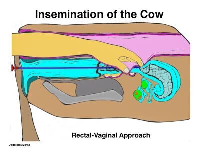 Insemination of cow