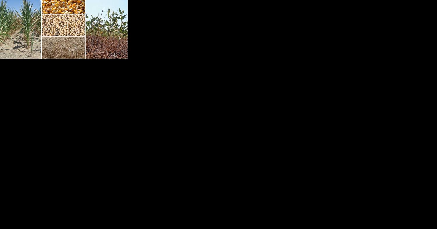 Crop conditions take focus for crop markets - Vimarsana News