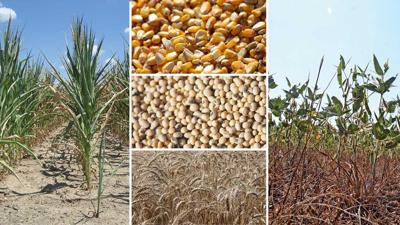Markets_drought-crop condition