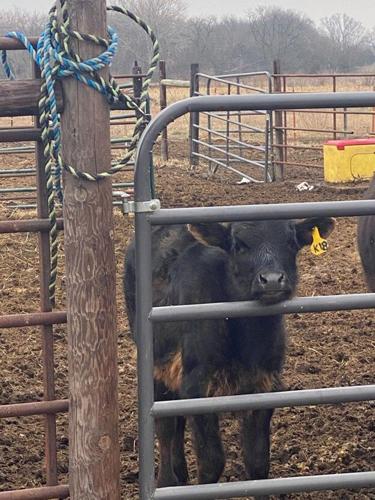 Calf at gate