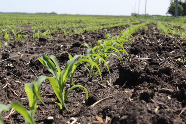 Early season corn