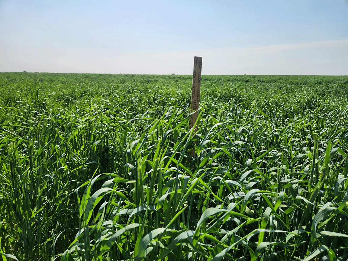 soybeans planted into rye cover crop