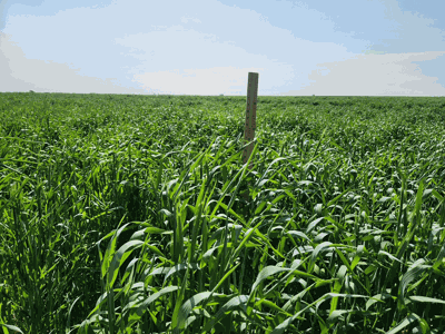 soybeans planted into rye cover crop