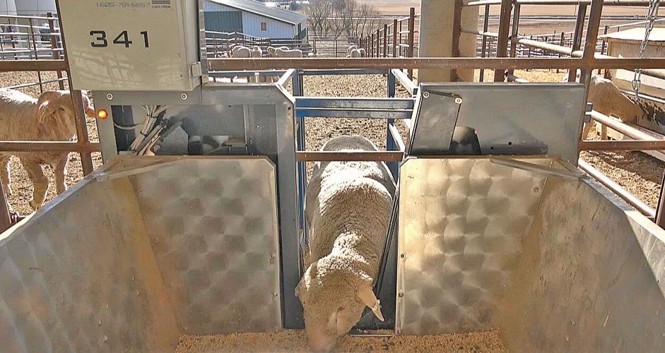Inside the feedlot