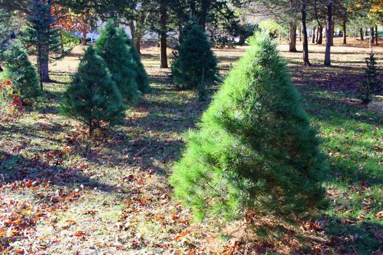 White pines at Christmas Valley