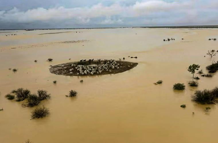 Cattle in flood