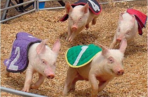 Upcoming Door County Fair Agri View Agupdate Com