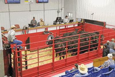 Clarinda Livestock Auction