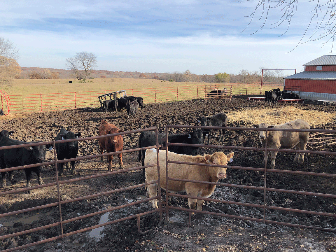 cattle feedlot