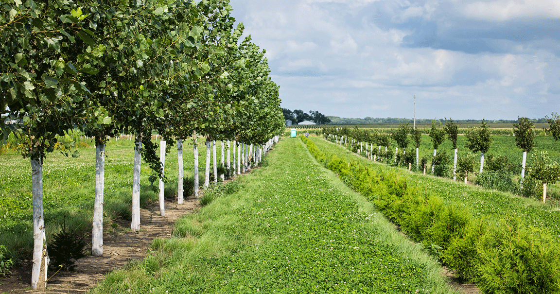 Specialist sees agroforestry gaining ground