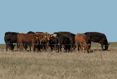 rotational grazing