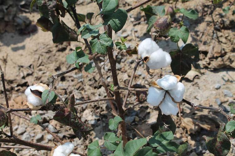 Missouri cotton plant