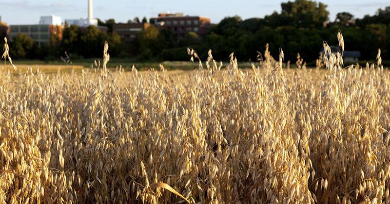 Opportunity knocks for oats in Minnesota