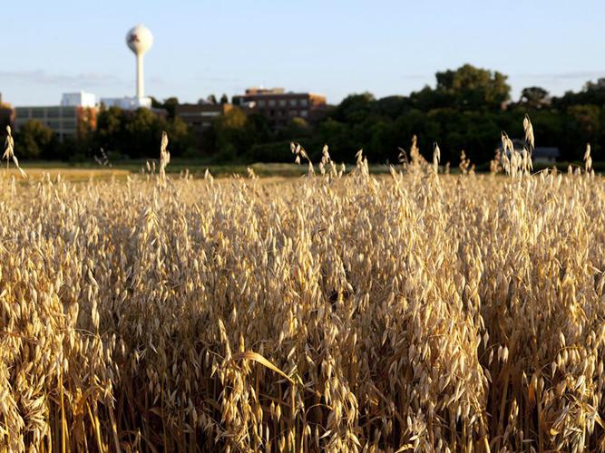 Agronomy -- U of MN Varieties -- Oats -- Deon