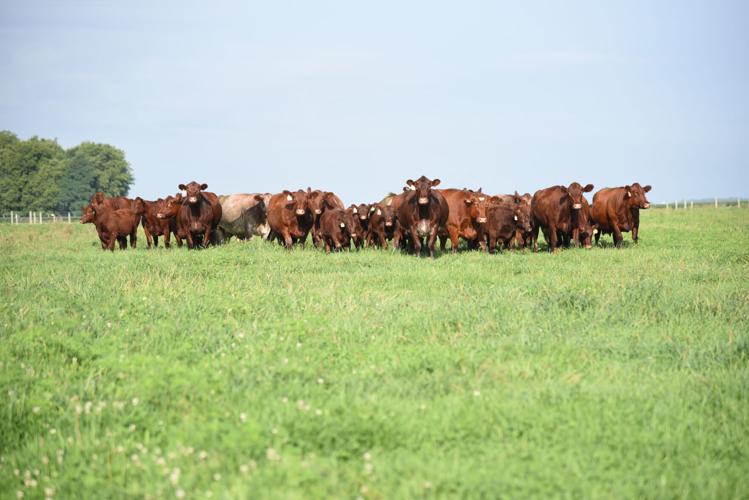 Beef Breeds Shorthorns (2).jpg