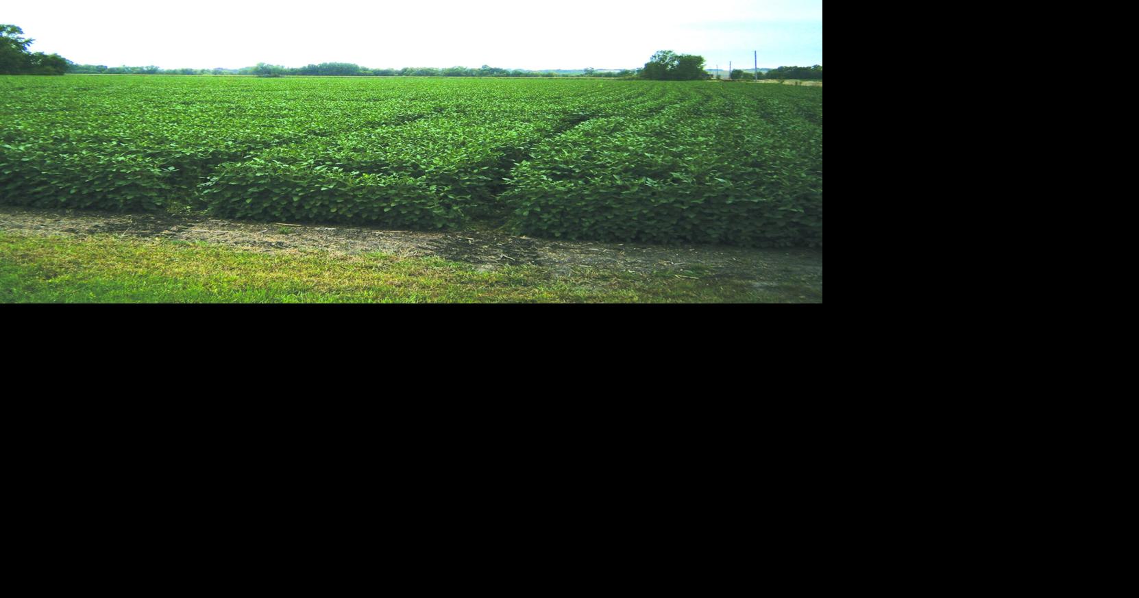 What’s the scuddle on dicamba?