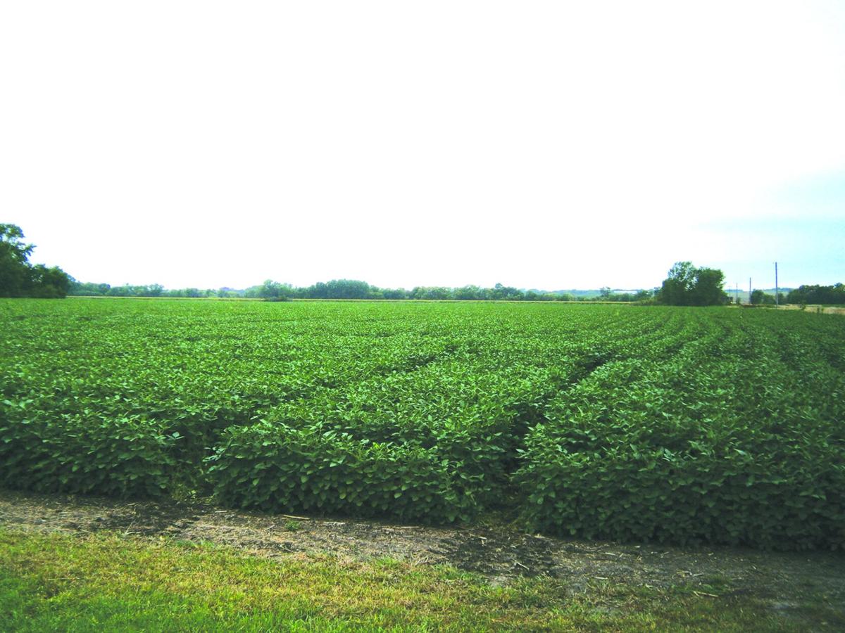 Soybeans