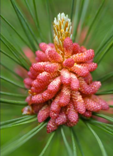 Pine pollen