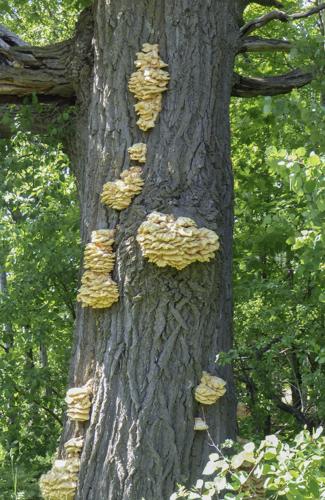 Mushrooms