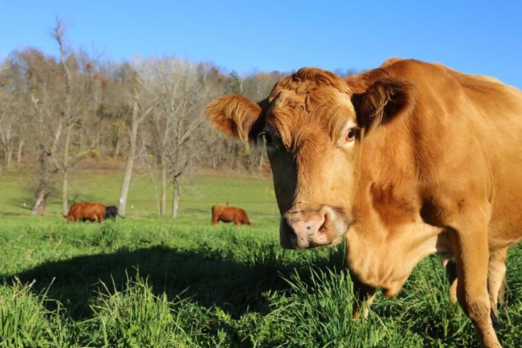 Beef cow