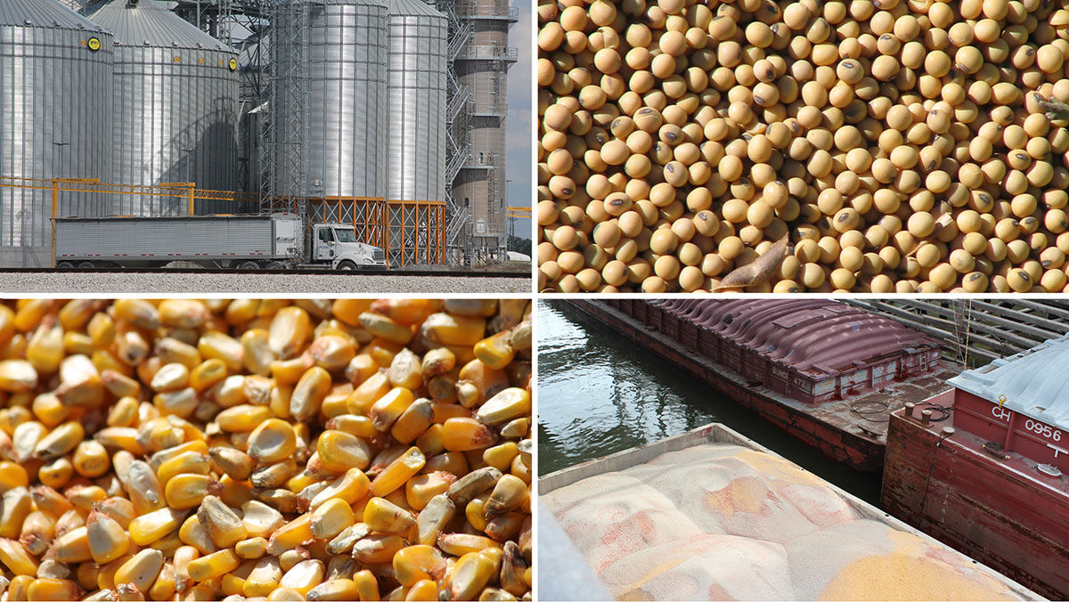 Corn bean market graphic