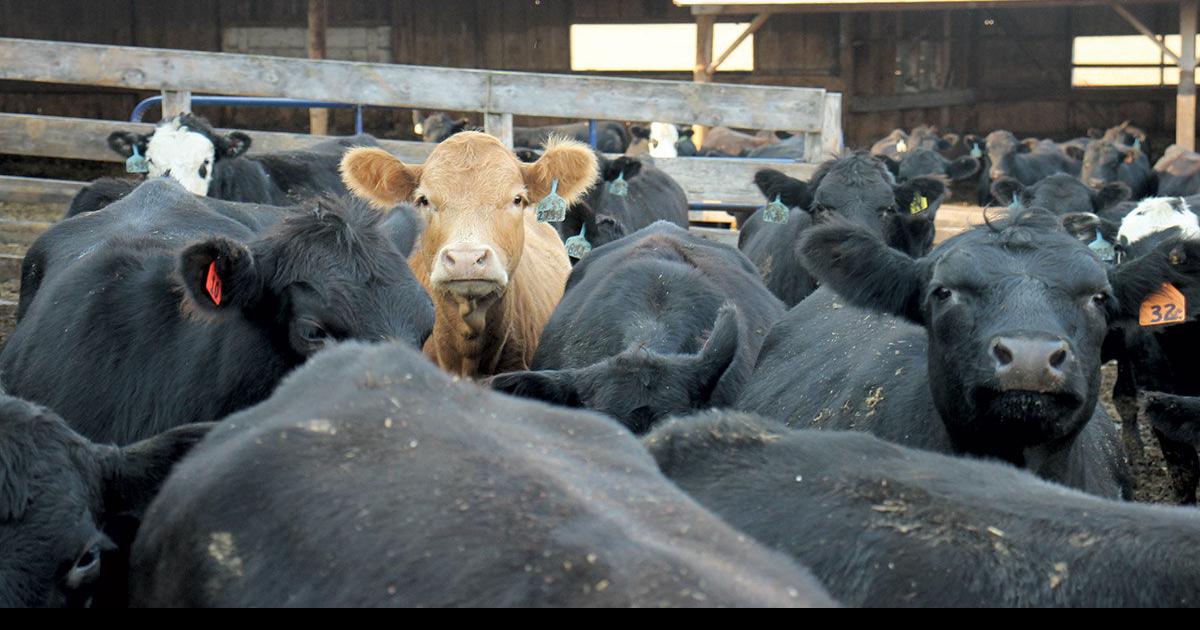 Cattle on Feed report shows increase in feedlot inventory
